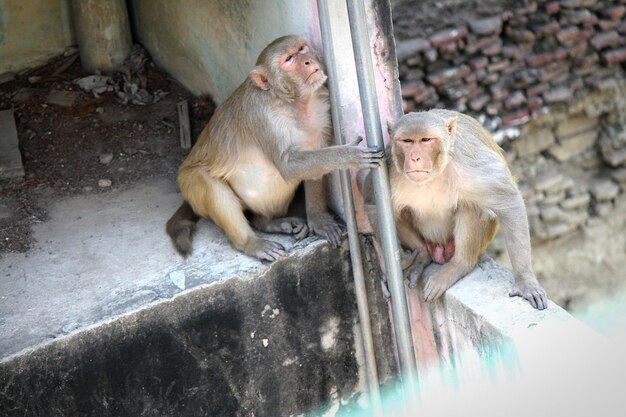 Photo vue d'angle élevé des singes sur la balustrade