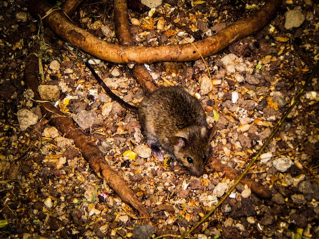 Photo vue d'angle élevé de la souris