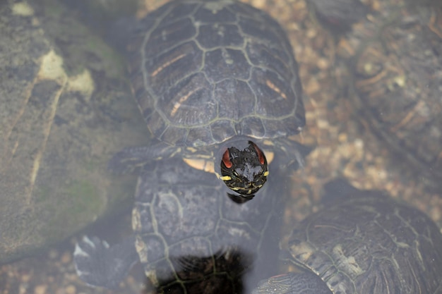 Photo vue d'angle élevé de la tortue dans l'eau