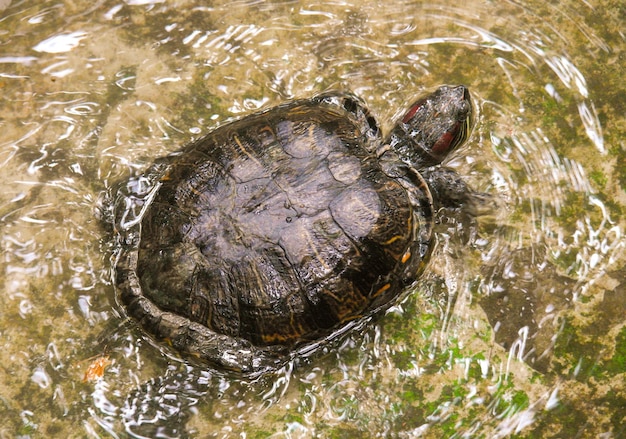 Vue d'angle élevé de la tortue dans l'eau