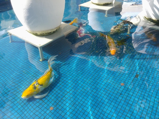 Vue d'angle élevé de la tortue dans l'eau