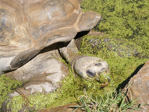 Photo vue d'angle élevé de la tortue dans le marais