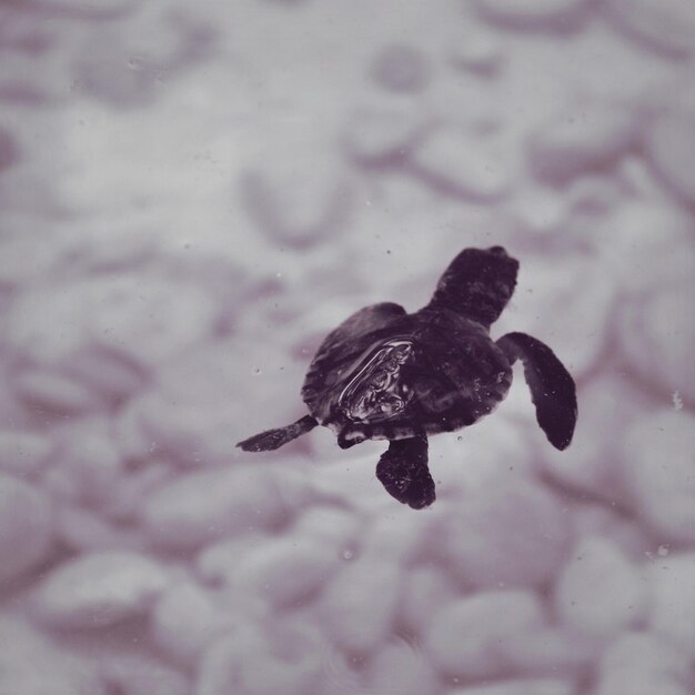Photo vue d'angle élevé d'une tortue nageant dans le lac