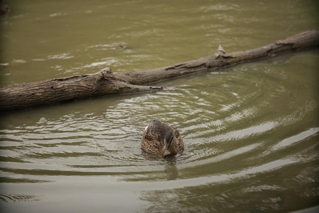 Vue d'angle élevé d'une tortue nageant dans le lac