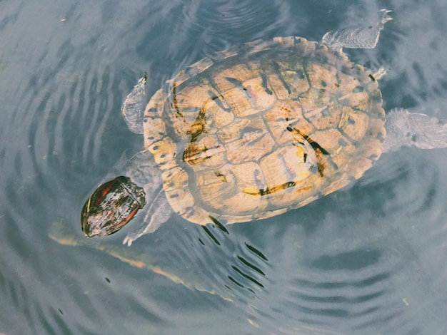 Vue d'angle élevé d'une tortue nageant en mer