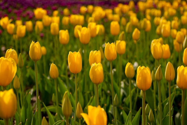 Vue d'angle élevé des tulipes jaunes en fleurs sur le champ