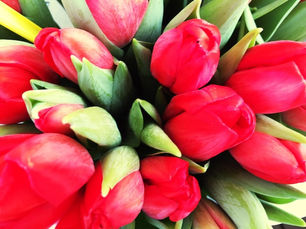 Vue d'angle élevé des tulipes rouges poussant à l'extérieur