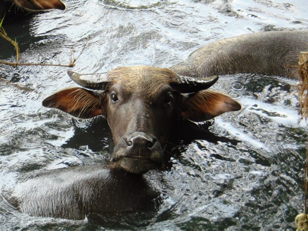 Photo vue d'angle élevé de la vache dans l'eau