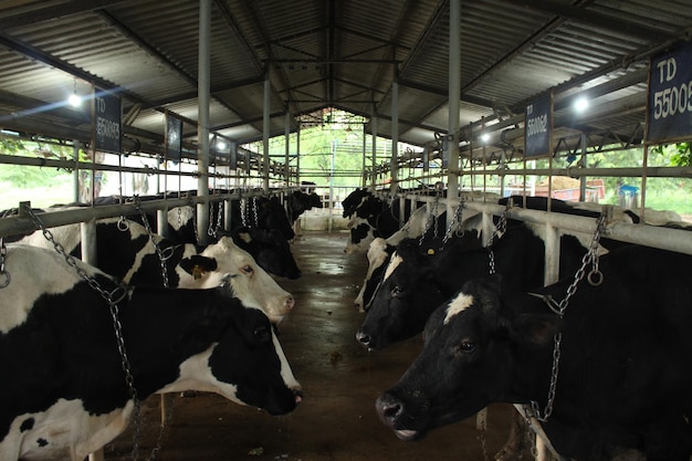 Vue d'angle élevé des vaches dans le hangar