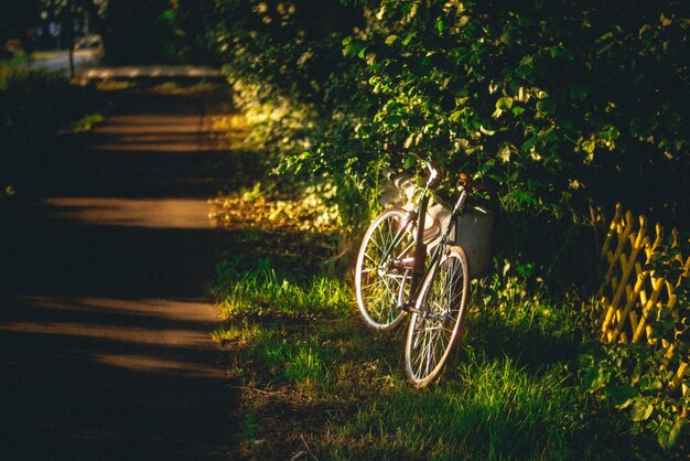 Photo vue d'angle élevé d'un vélo par des plantes sur la route