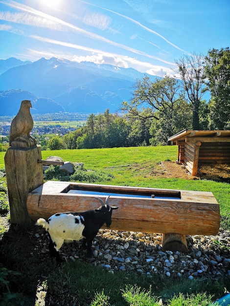 Photo vue d'un animal sur le champ contre le ciel