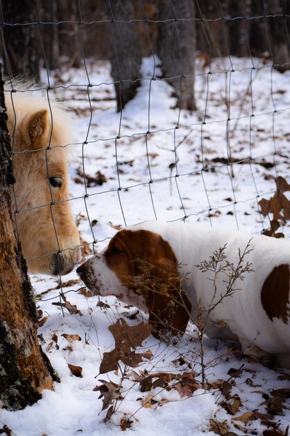 Photo vue d'un animal sur un champ de neige