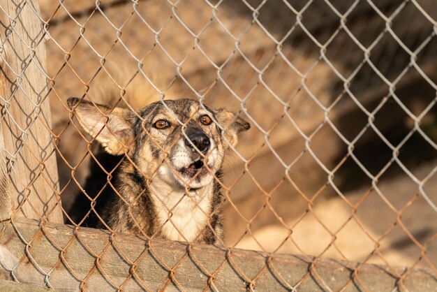 Photo vue d'un animal dans une cage au zoo