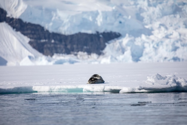 Photo vue d'un animal nageant dans la mer