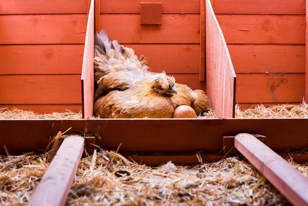 Vue d'un animal qui dort dans un enclos