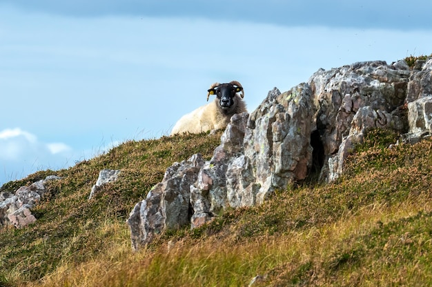 Photo vue d'un animal sur une roche