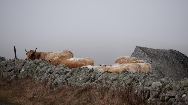 Vue d'un animal sur un rocher