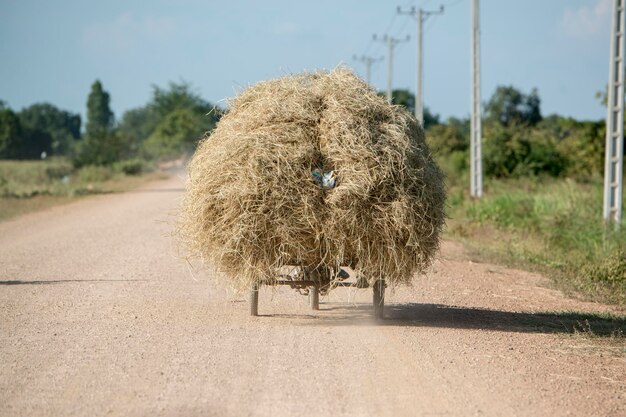 Vue d'un animal sur la route