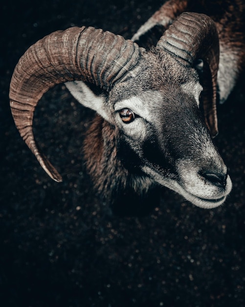 Vue d'un animal sous un angle élevé
