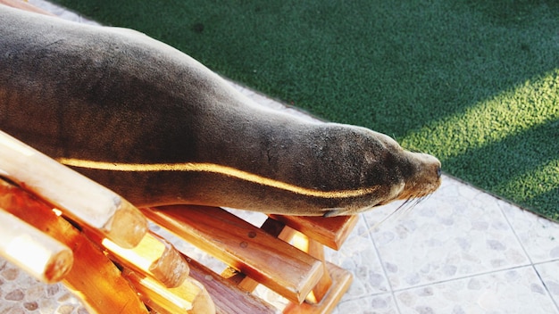 Photo vue d'un animal sous un angle élevé