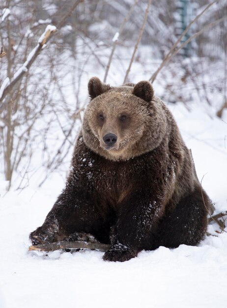 Photo vue d'un animal sur un terrain couvert de neige