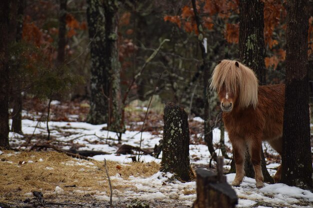 Photo vue d'un animal sur un terrain couvert de neige