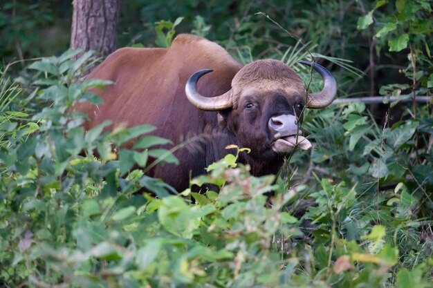 Photo vue d'un animal sur terre