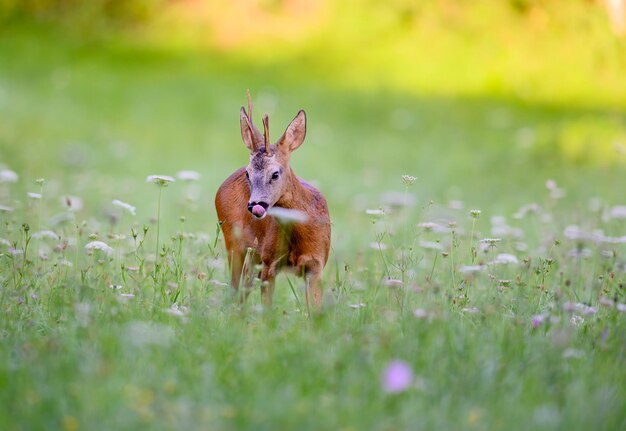 Photo vue d'un animal sur terre