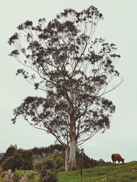 Vue de l'arbre sur le champ contre le ciel