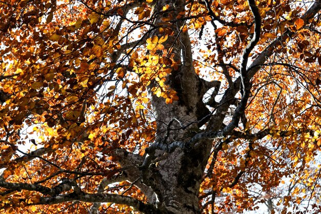 Vue d'un arbre dans la forêt sous un angle bas en automne