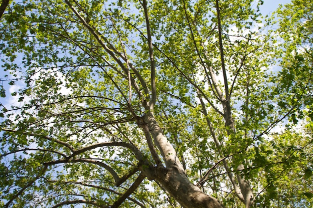 vue d&#39;arbre à feuilles