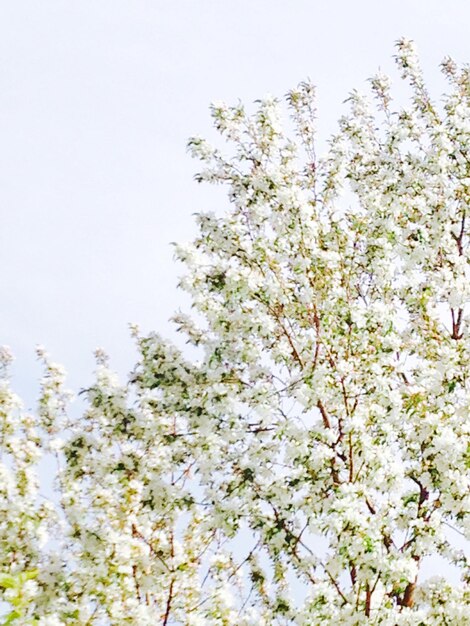 Photo vue de l'arbre en fleur