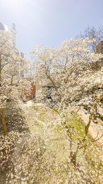 Une vue d'un arbre avec des fleurs blanches en fleurs.