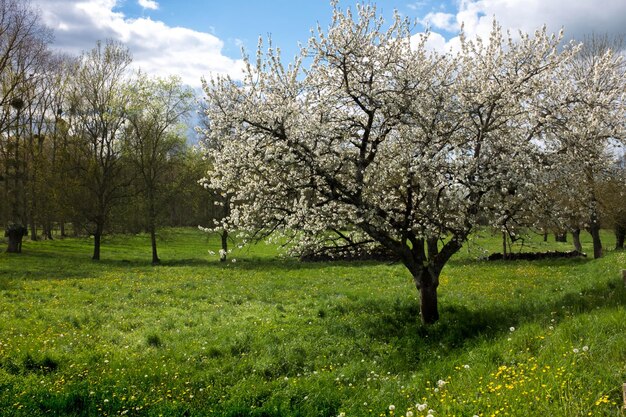 Vue sur un arbre à fleurs fraîches dans le parc