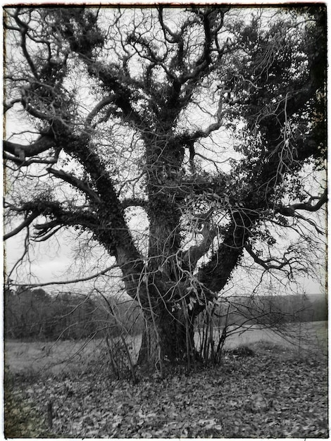 Photo vue d'un arbre nu dans un champ