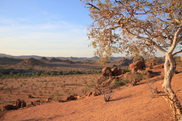 Photo vue d'un arbre sur le paysage