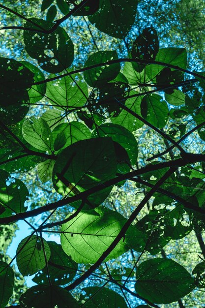 Photo vue de l'arbre sous un angle bas