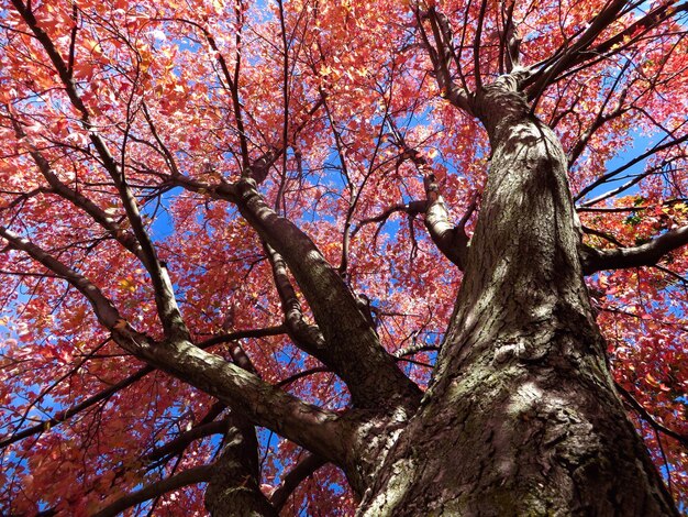 Photo vue de l'arbre sous un angle bas