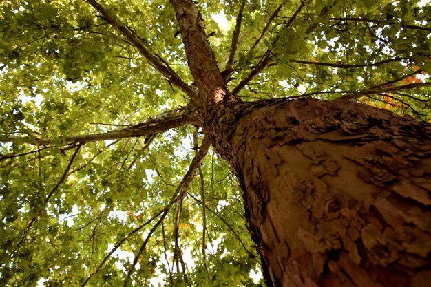 Photo vue de l'arbre sous un angle bas