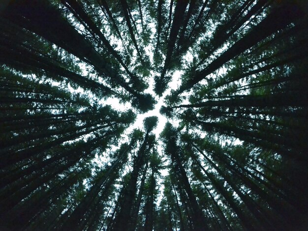 Photo vue de l'arbre sous un angle bas