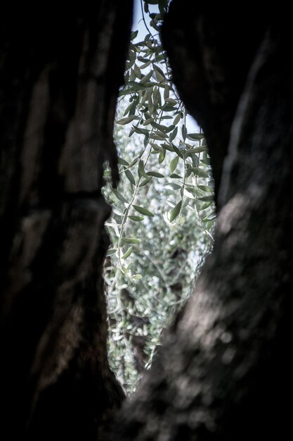 Photo vue de l'arbre sous un angle bas