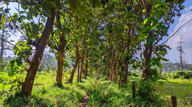 vue de l'arbre Le teck est un type d'arbre qui produit du bois de haute qualité