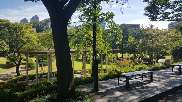 Vue des arbres contre le ciel