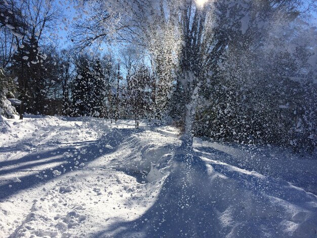 Vue des arbres couverts de neige