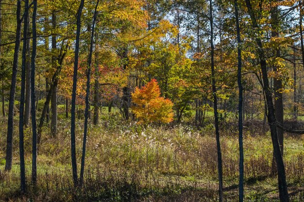 Photo vue des arbres dans la forêt à l'automne