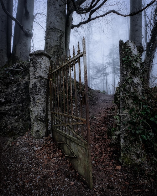 Photo vue des arbres dans la forêt à travers une porte rouillée