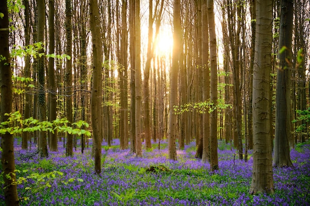 Vue des arbres dans la forêt