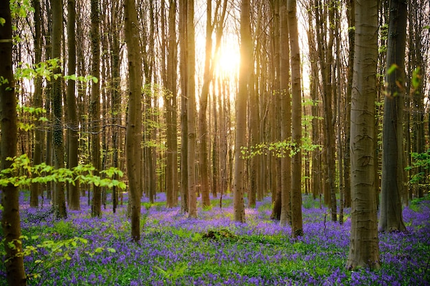 Photo vue des arbres dans la forêt