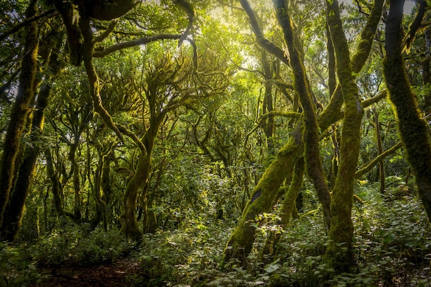 Vue des arbres dans la forêt