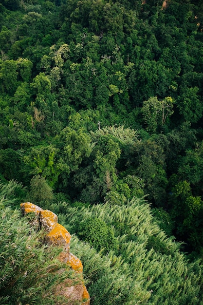 Vue des arbres dans la forêt